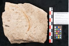 Foto (Objekt + Etikett) von Araucaria sternbergii Goeppert (NHMW-GEO-2024-0188-8301)